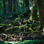 Explore Aokigahara: Haunting Beauty & Silence at Mount Fuji - A Unique Experience.