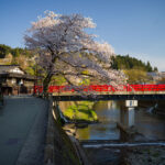 Cherry blossom bridge, Miyagawa River, Japan