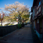 Kanazawas Cherry Blossom-Lined Geisha District Street