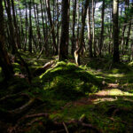 Enchanting Emerald Forest Haven